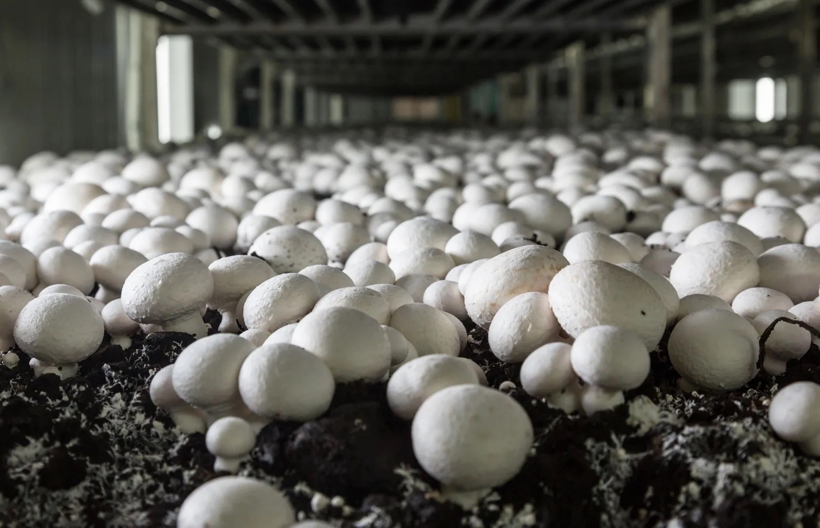 Mushroom cultivation humidity control misting system